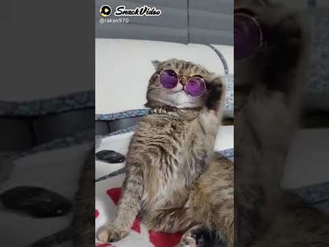 The super dog driving