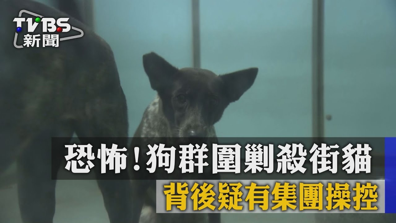 恐怖！狗群圍剿殺街貓 背後疑有集團操控