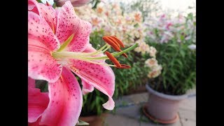 How to cut back old dead lily stems