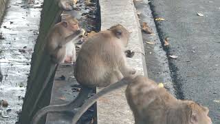 Amazing monkey eating banana