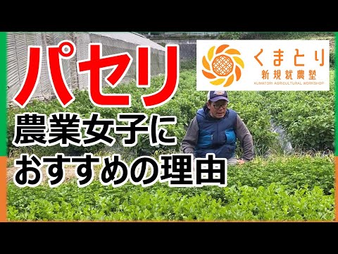 根パセリの準備: これが根パセリの一番おいしい方法です 植物