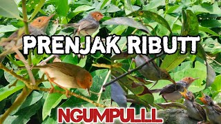 Download lagu Mp3 pikat prenjak kepala merah ribut paling ampuh😱😱 auto ngumpul nih‼️ mp3