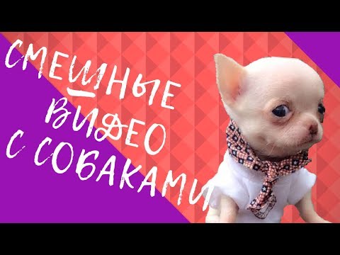 Смешные видео с собаками