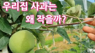 사과 비대 시키는 방법/굵기를 결정하는 5가지 요인