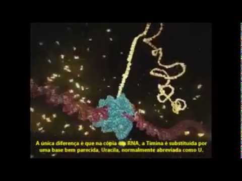 Processo de Transcrição (Legendado)