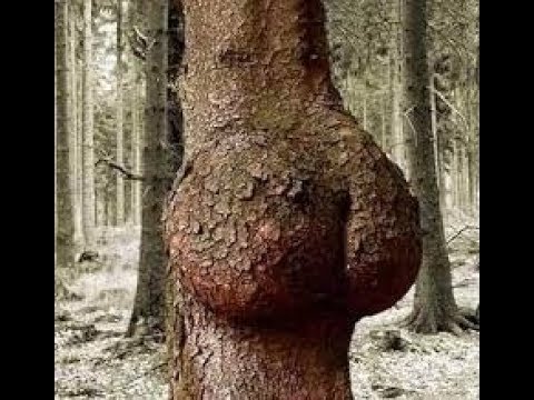 download lagu mp3 mp4 Naughty Trees, download lagu Naughty Trees gratis, unduh video klip Naughty Trees