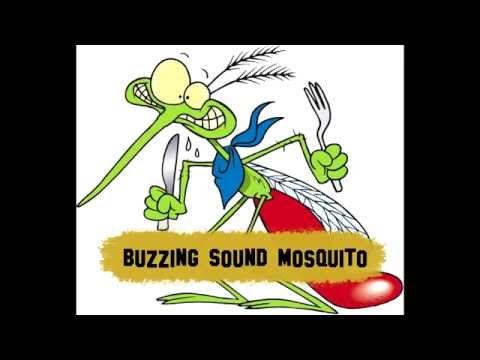 Mosquito fly (sound)