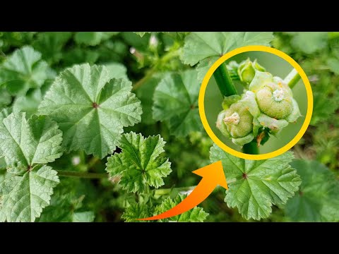 5 unglaubliche gesundheitliche Vorteile der Echten Malve (Malva Neglecta)