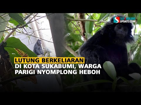 Lutung Berkeliaran di Kota Sukabumi, Warga Parigi Nyomplong Heboh