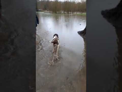 Batson's Happy Dogs video.