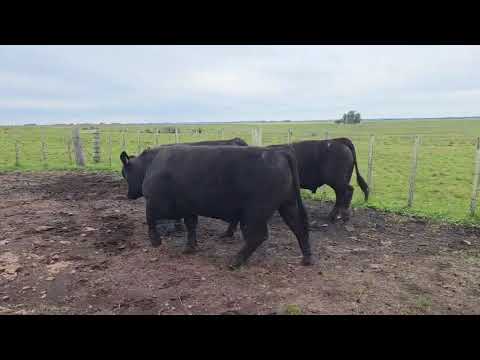 8770 410 459 – LOS PRINCIPIOS – ABERDEEN ANGUS
