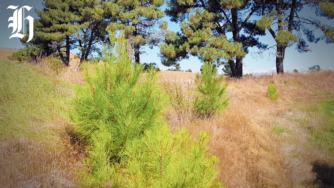 Andrew Hoggard on Wilding pine strategy | Herald NOW