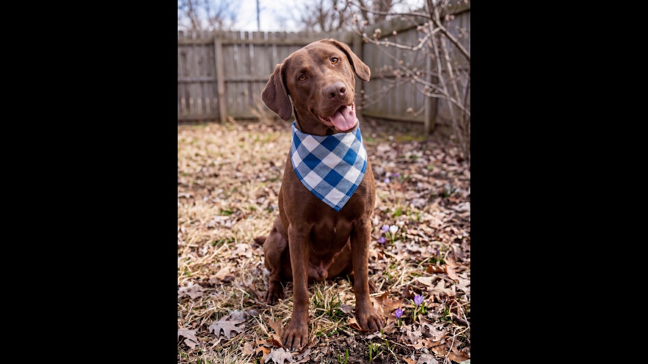Enlarge Buddy, a Adoptable Labrador Retriever in Crown Point, IN video 5/5