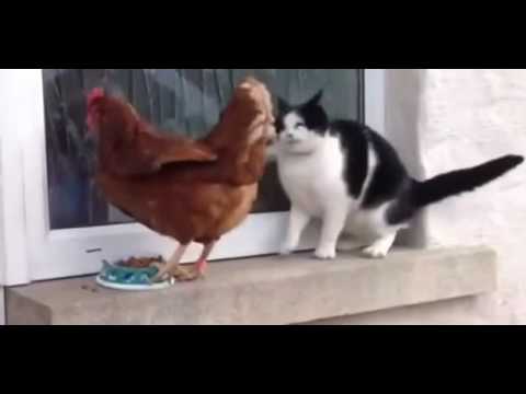 Cat & hen become friends funny videos for kids.