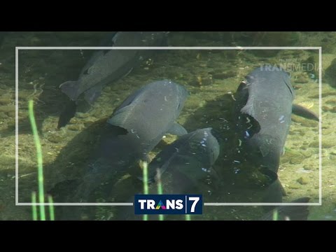 DUNIA BINATANG - CITA CITA SI BAWAL (24/8/16) 3-1