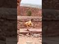 Caught Urinating Photography Travel How Caught Amazing Youtubeshorts