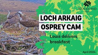 Male opsrey delivers fish breakfast - Loch Arkaig Osprey Cam