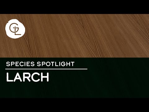 European Larch Wood Veneer Sheets