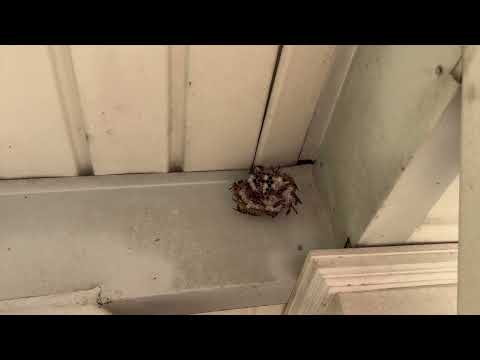Yellow Jackets Found Underneath the Deck in Pennington, NJ