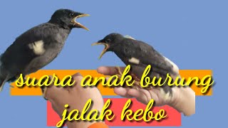 Download lagu Suara anak jalak kebo untuk pikat burung jalak kebo indukan mp3