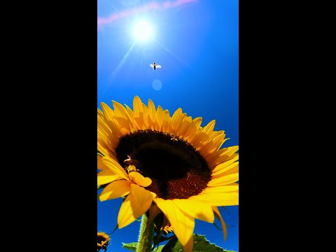 Swaying Sunflowers