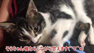 子ねこのそらと先住ねこのムーンさん③　そらちゃんはトイレひとりでできるかな