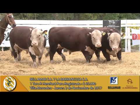 02-11-17 Venta de Toros P. Hereford P.R. - Bellamar S.A. y La Barrancosa S.A. - Villa Mercedes