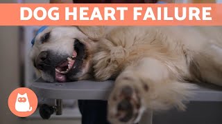 10 DOG BREEDS Most at Risk of HEART DISEASE 🐶