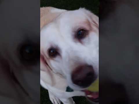Crystal the Pet Nanny. LLC video.