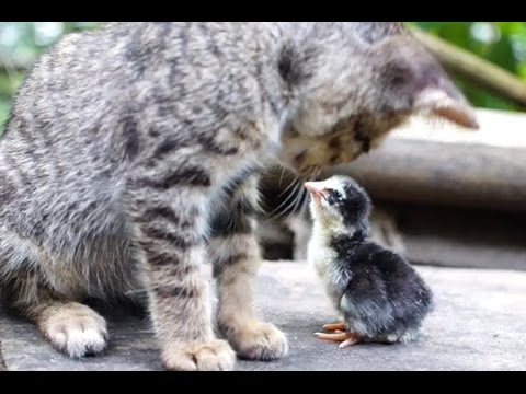 生まれたヒヨコが猫を母親と勘違い【仲良し猫とひよこ♪】