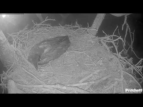 Southwest Florida Eagle Cam - Cam 4K