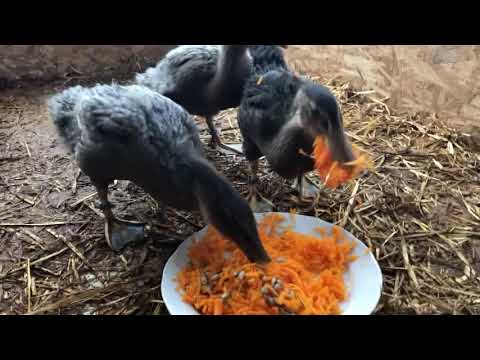 03.01.2019.Rouen ducks hatched on November 23, 2018 in Olympus farm.