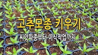 고추 모종키우기 / 파종부터 이식작업까지.. 고추농사 시작