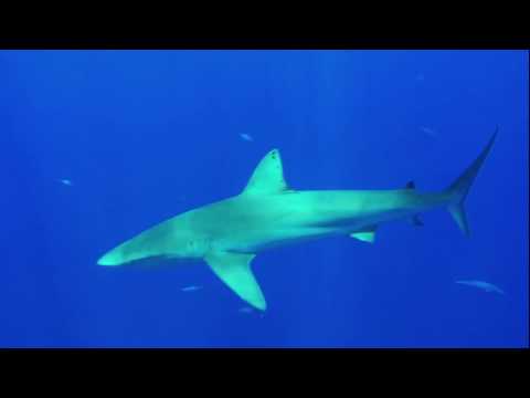 Welcome to Neverland (POV) with Captain Potter