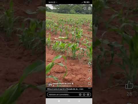 o roçado de José Leandro Ferreira, da ora, mês de março de 2026