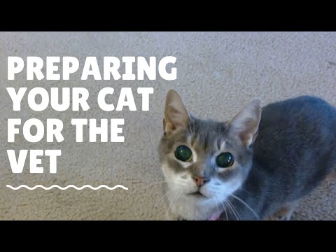 Preparing Your Cat for a Vet Visit