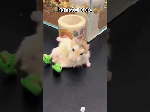 Hamster core