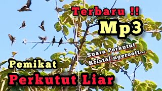 Download lagu TERBARU‼️Mp3 SUARA PERKUTUT / MERBUK NGRISTAL NGEROT ‼️ mp3