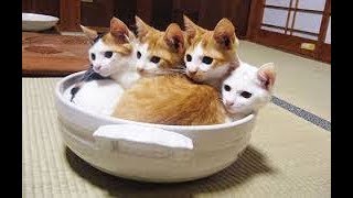 50 猫 画像 おもしろ ガルカヨメ 50 猫 画像 おもしろ ガルカヨメ