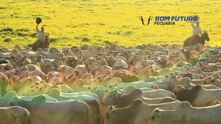 Grupo Bom Futuro - Apresentação