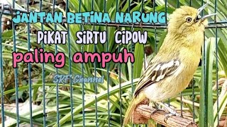 Download lagu Sirtu,Cipow jantan betina gacor ampuh untuk pikat,pancingan Sirtu macet#sirtugacor@srfchannel3881 mp3 Download lagu Sirtu,Cipow jantan betina gacor ampuh untuk pikat,pancingan Sirtu macet#sirtugacor@srfchannel3881 mp3