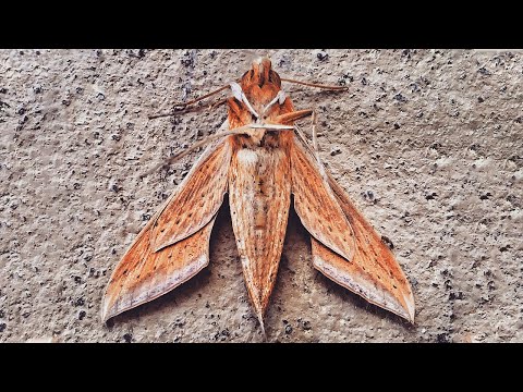 download lagu mp3 mp4 Navier Gene, download mp3 Navier Gene free download mp3, download mp3 Navier Gene