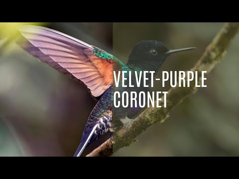 Velvet Purple Coronet (Boissonneaua Jardini)