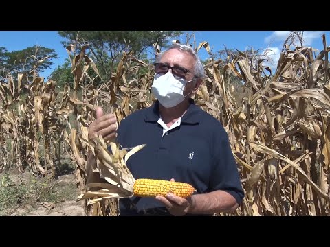 EMBRAPA Meio-Norte produz milho melhorado e resistente a pragas e clima 16 07 2022