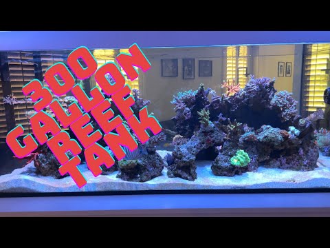 300 GALLON REEF TANK IN THE WALL 3 MONTH UPDATE!!! FILLED!!!
