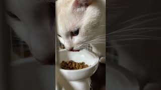 【猫多頭飼い】猫たちの朝ごはん #猫動画 #猫多頭飼い #猫かわいい