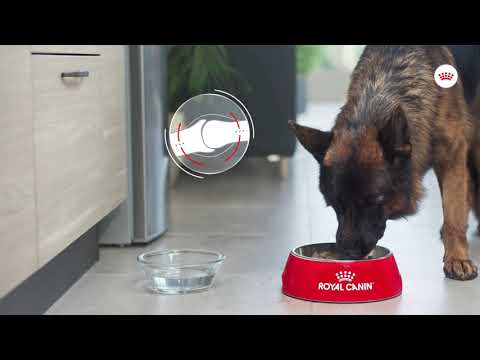 Royal Canin CCN Dog Joint Care Maxi 10 kg video
