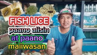 PAANO ALISIN ANG FISH LICE (KUTO) / HOW TO REMOVE FISH LICE / PAANO MAIIWASAN MAGKAROON NG FISH LICE