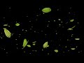 Green Leaves Falling Black Screen video loops