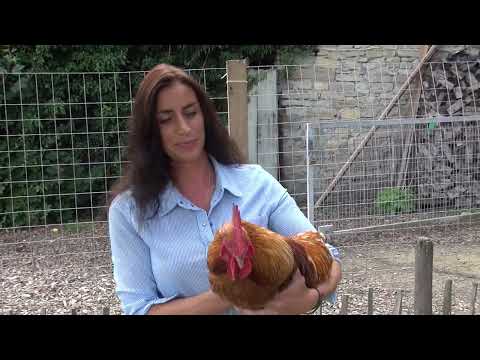 Die rote Vogelmilbe erfolgreich behandeln